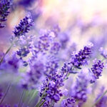 Lavender High Altitude Essential Oil