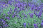 Lavender Essential Oil