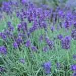 Lavender Essential Oil