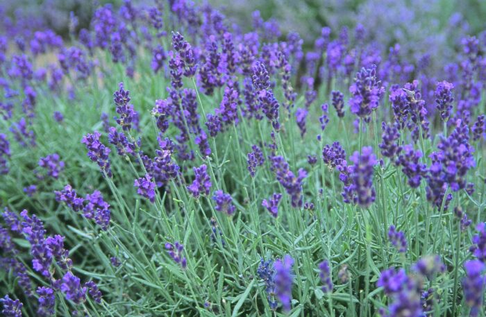 Lavender Essential Oil