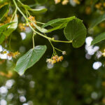 Linden Blossom Absolute