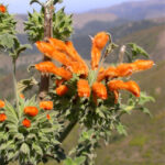 Lions Ear ORGANIC Essential Oil