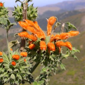 Lions Ear ORGANIC Essential Oil