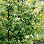 Styrax Absolute – LOW STYRENE