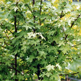 Styrax Absolute – LOW STYRENE