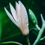 magnolia-leaf