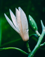 magnolia-leaf
