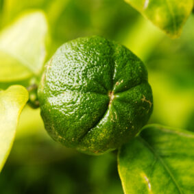 mandarin green essential oil organic