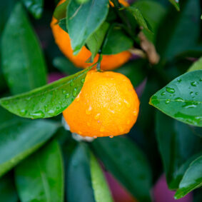 mandarin yellow essential oil organic