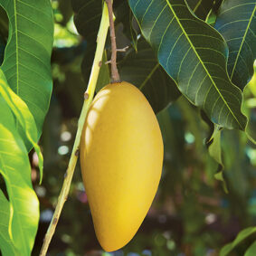 Mango Leaf Absolute