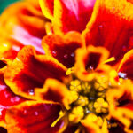 Tagete Olio Essenziale Extra