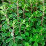 marjoram-co2