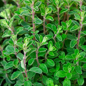 marjoram-co2