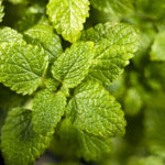 Melissa Blend Naturale