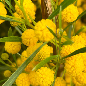 mimosa-oleo-essence