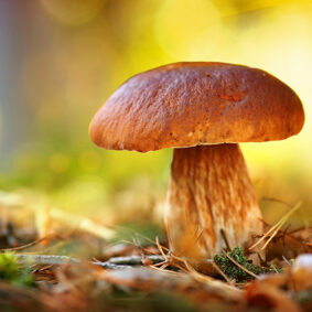 Mushroom Absolute