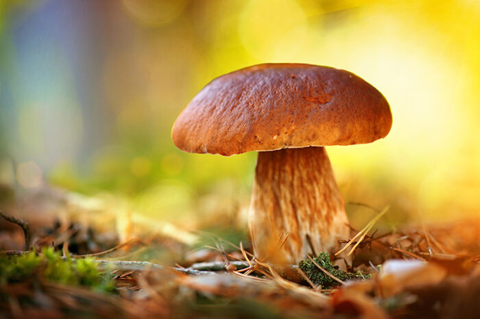 Mushroom Absolute