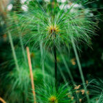 nagarmotha-essential-oil