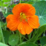 Nasturtium Absolute (Indian Cress)