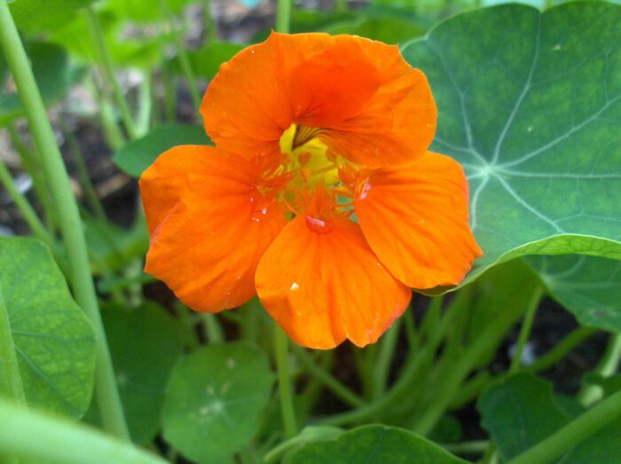 Nasturtium Absolute (Indian Cress)