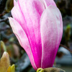 nerol-natural-isolate