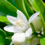neroli-true-essential-oil