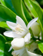 neroli-true-essential-oil