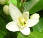 Neroli Essential Oil TRUE