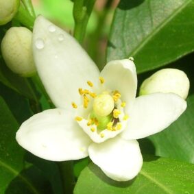 Neroli Essential Oil TRUE