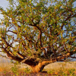 Opoponax Olio Essenziale (SOMALIA)