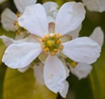 Orange Flower Water Absolute