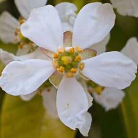 Orange Flower Water Absolute