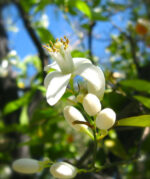 Orange Flower