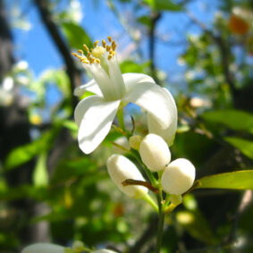 Orange Flower