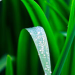 palma-rosa-essential-oil