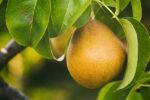 Pear Liquid