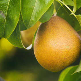 Pear Liquid