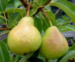 Pear  Liquid 100%