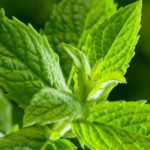 Menta Piperita Inglese Olio Essenziale