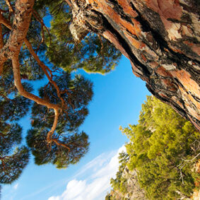 Pine Absolute