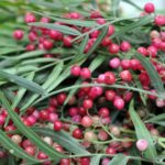 Pink Pepper Essential Oil