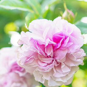 Rose Raduga Otto