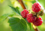Raspberry Leaf Absolute