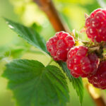 Raspberry Leaf Absolute