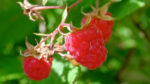 Raspberry Leaf Absolute
