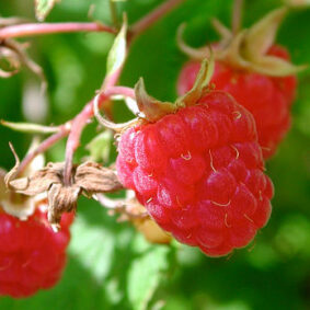 Raspberry Leaf Absolute