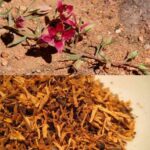 Ratania Radice CO2 (TOTALE)