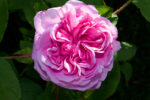 Rosa Di Maggio Assoluta - immagine 2