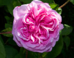 Rose de Mai Absolute