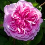 Rose de Mai Absolute